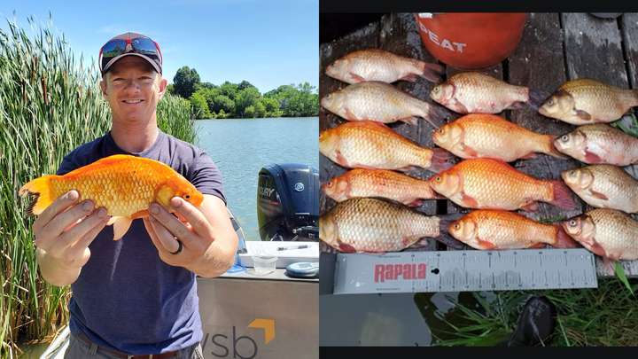 How Goldfish Quadruple in Size