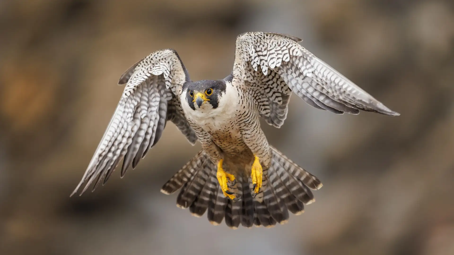 Parenting Secrets from the World's Fastest Animal