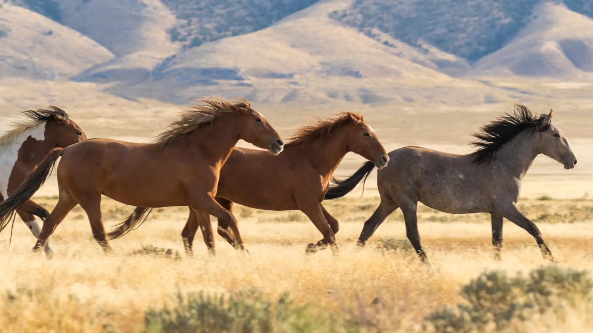 Wild Horses & Habitats