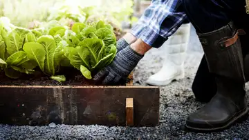 First-time Gardening