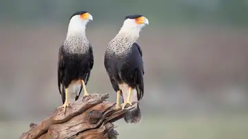 The World's Smartest Bird of Prey