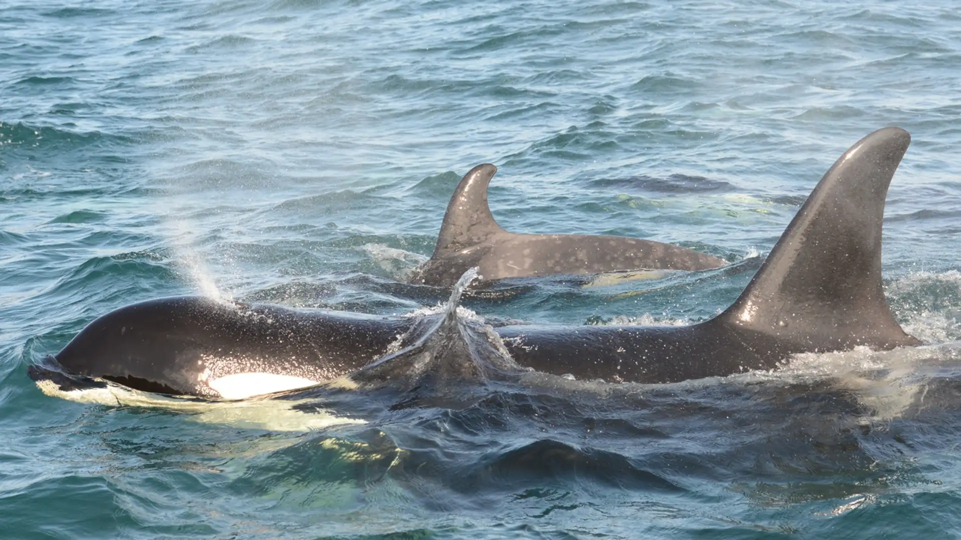 S2 E4: The Inside Story of How an Orphaned Baby Orca Got Home