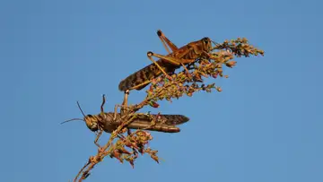 Locust Tech