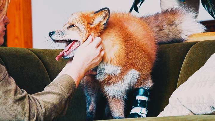 The Happiest Fox