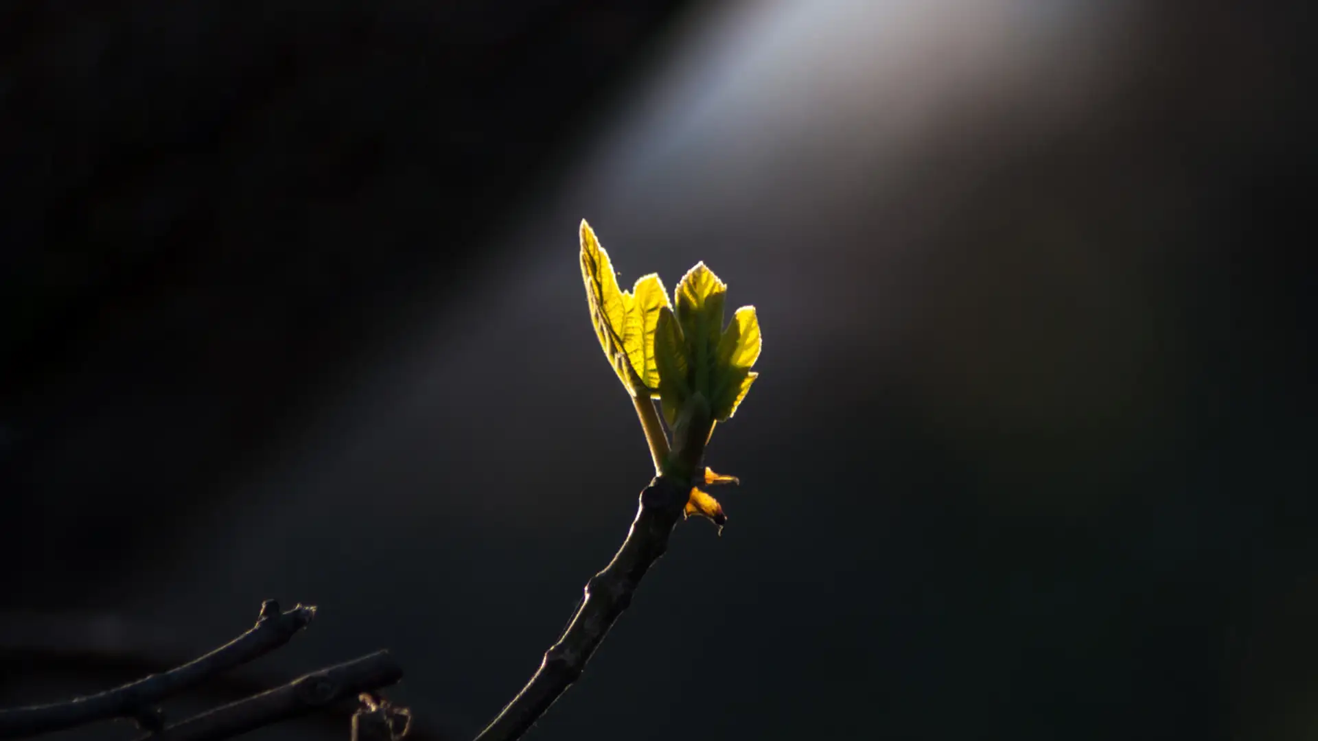 The Guiding Light of Christ