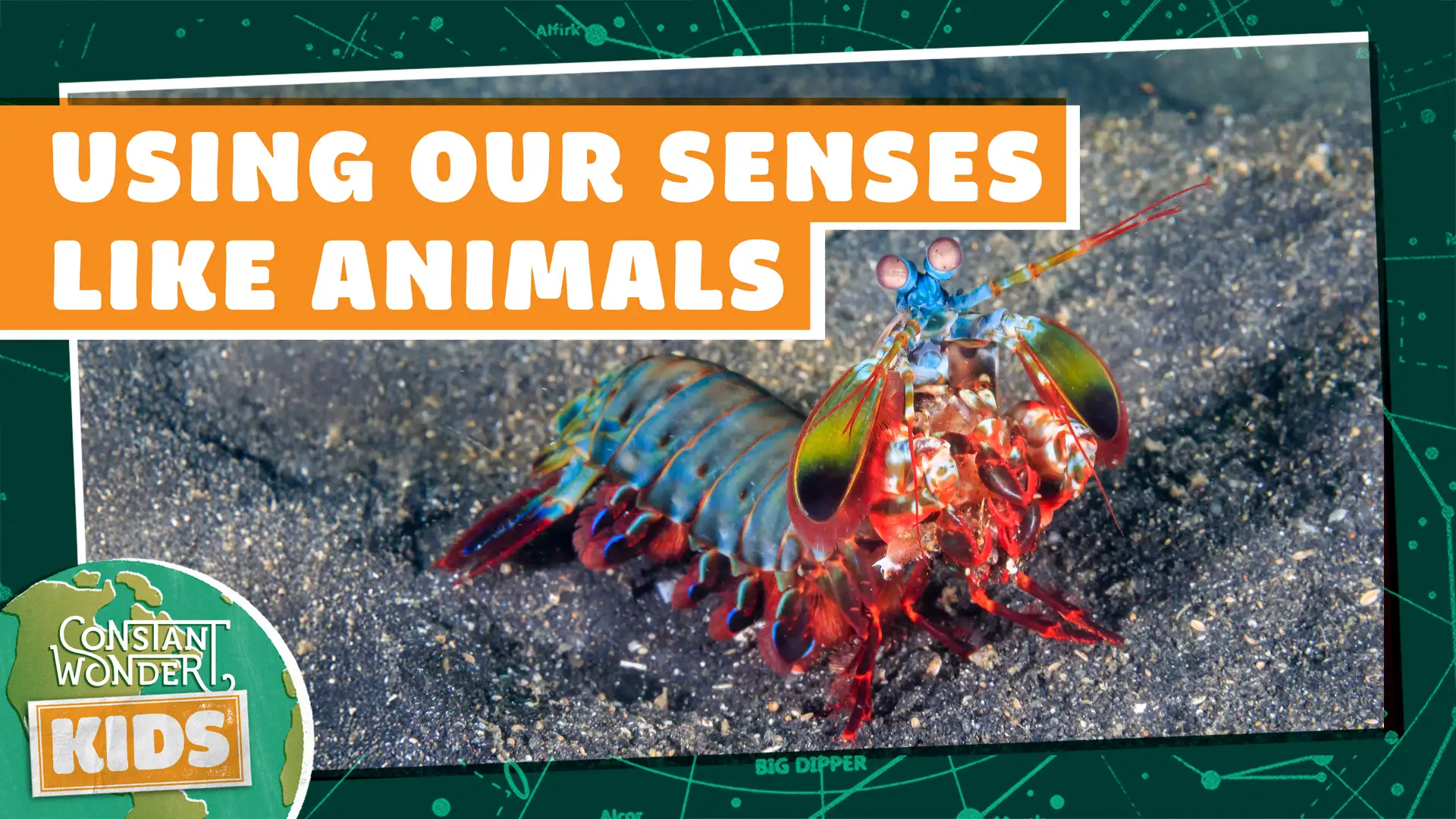 Using Our Senses Like Animals