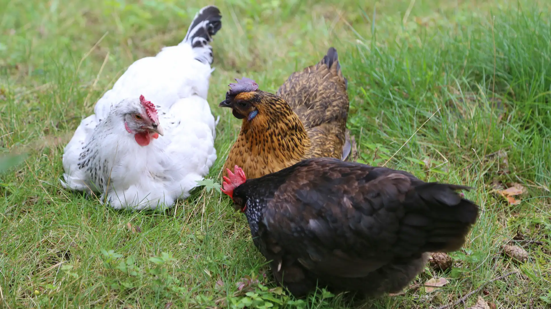 EXTRA: "Three Hens" by Norah Dooley