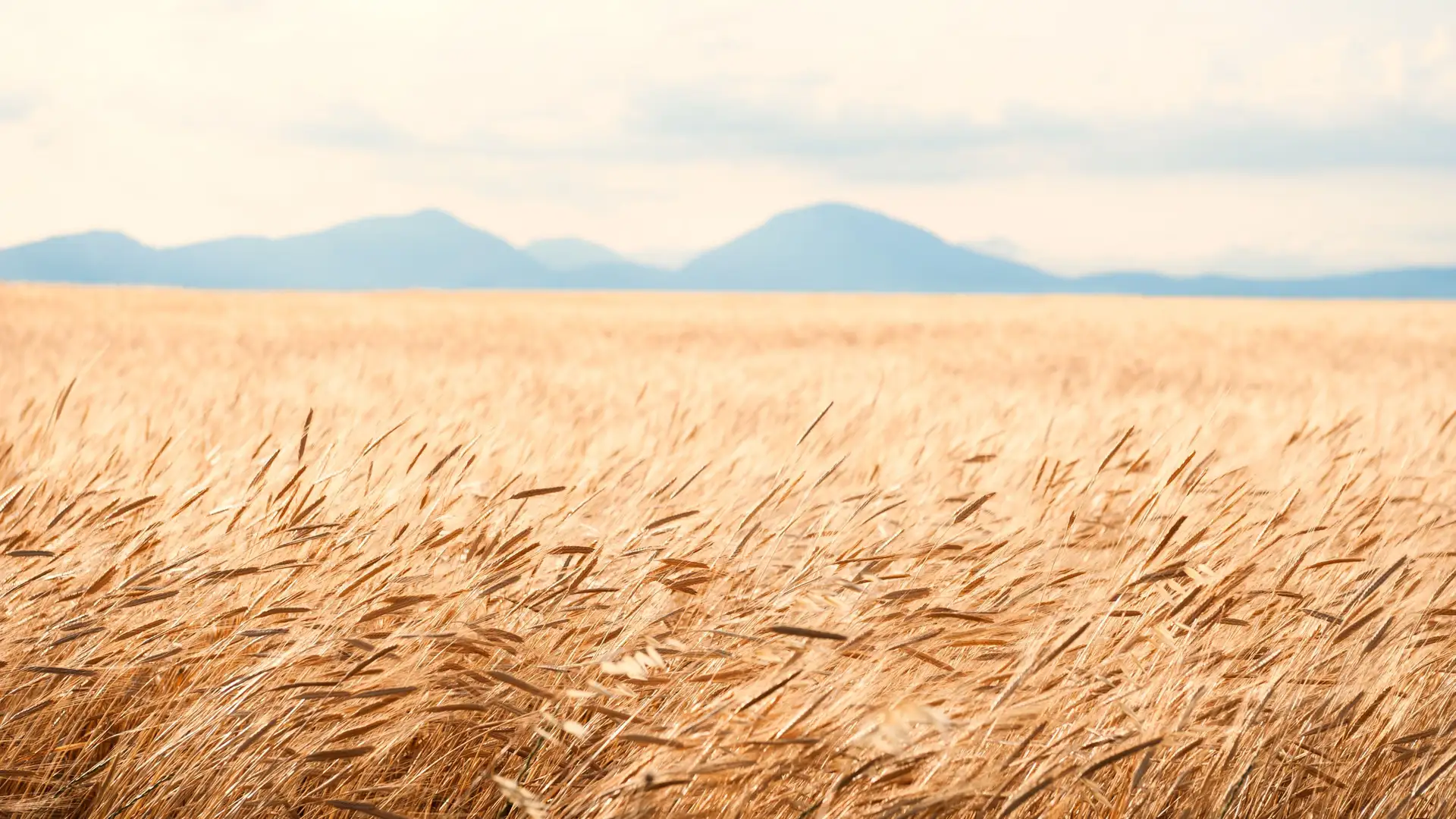 BITE: "The Tale of Two Brothers" by Karen Golden