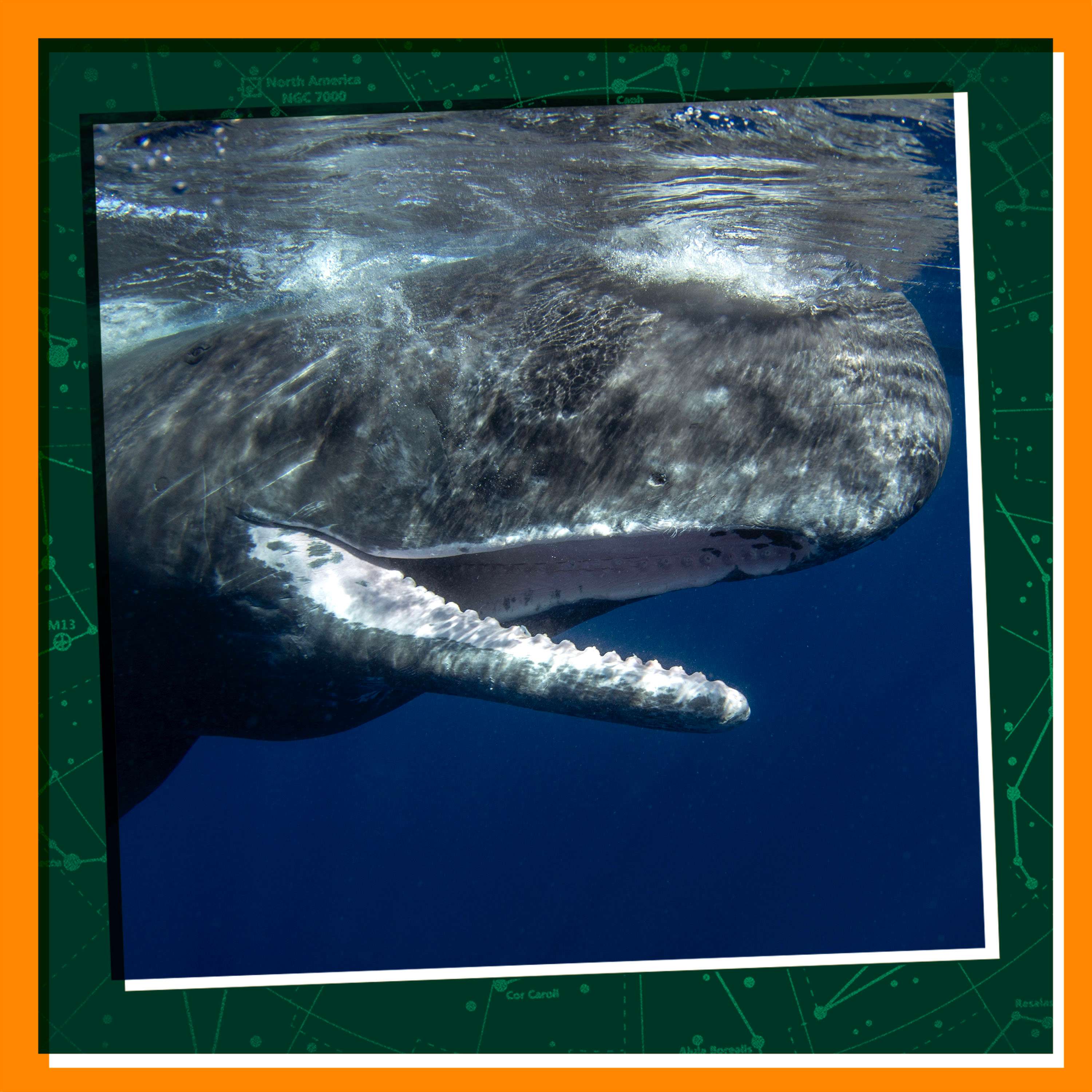 Discovering the Secrets of Whales episode artwork