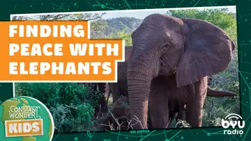 Finding Peace with Elephants