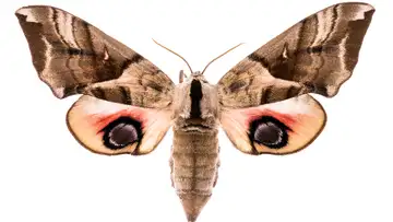 Smellicopter