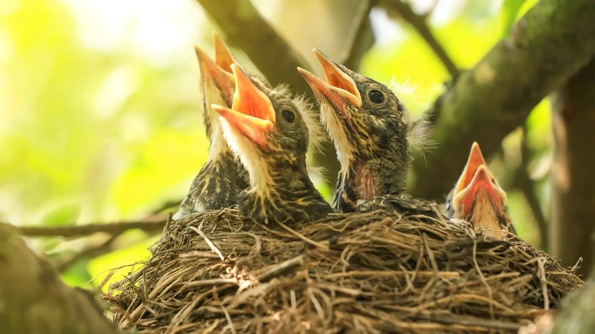 Kanji-Jo, the Nestlings