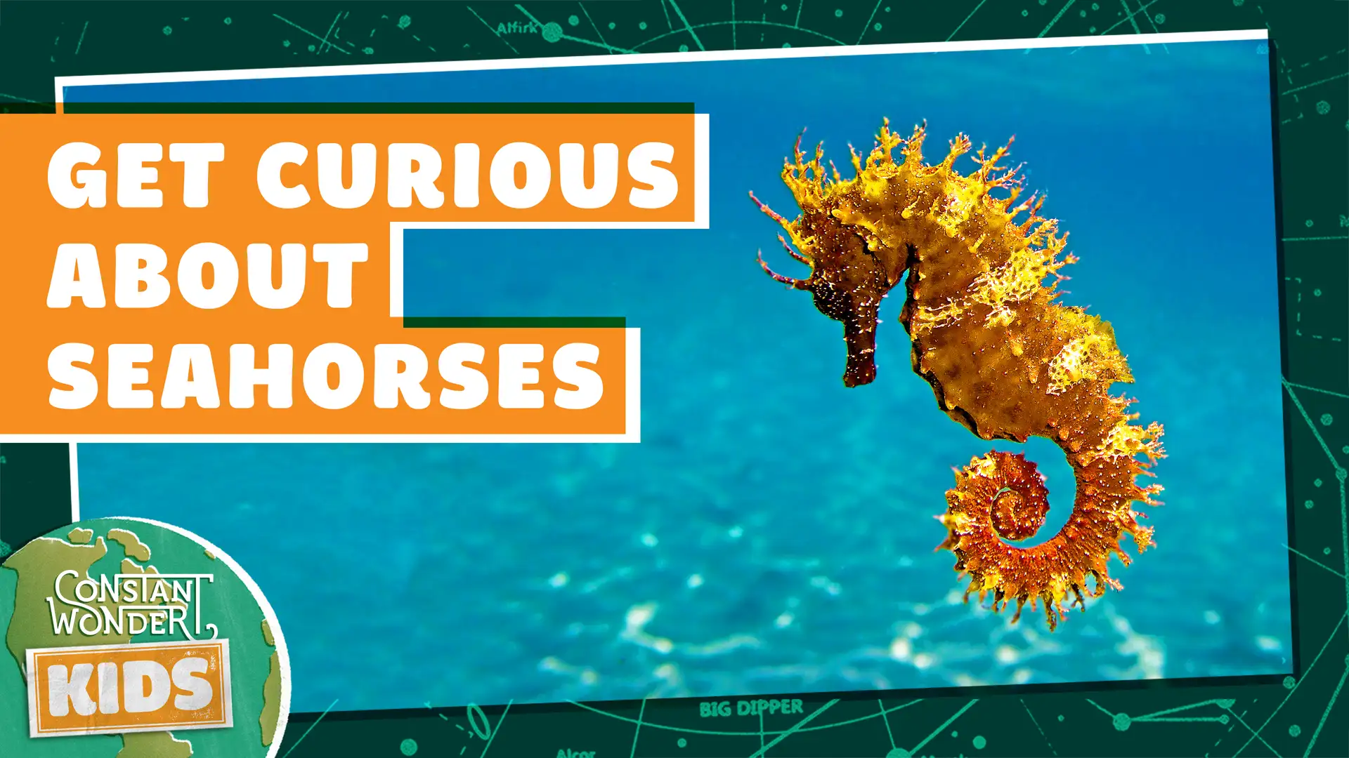 Get Curious About Seahorses