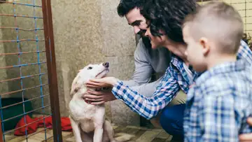 Adopting a Dog
