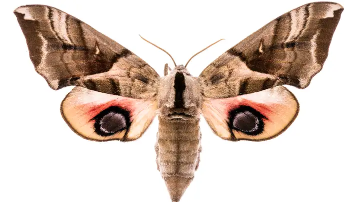 Smellicopter