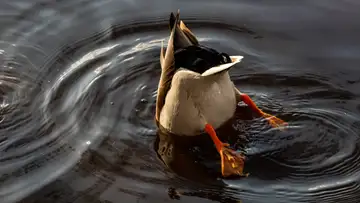 Azban and the Crayfish