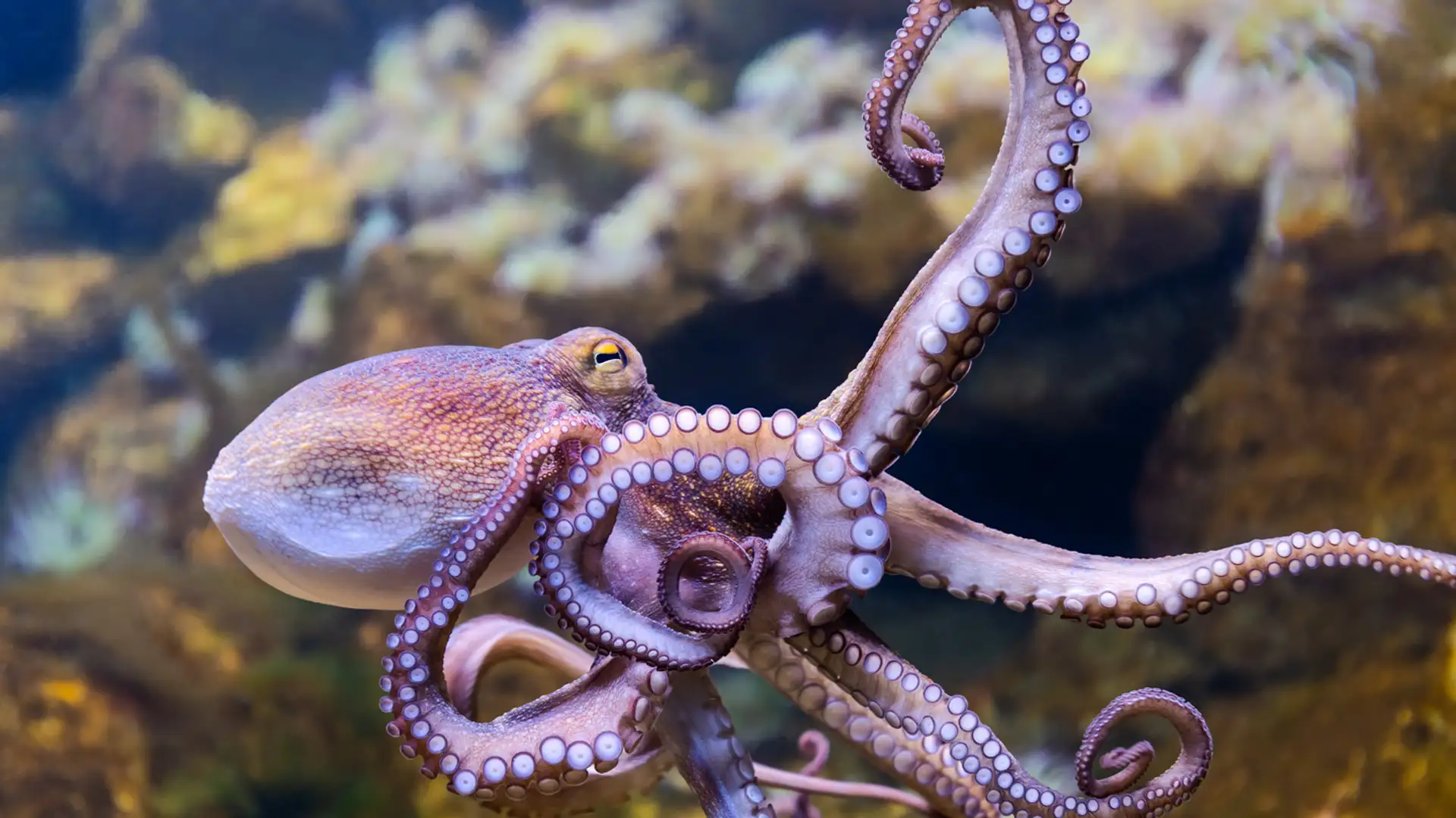 The Soul of an Octopus