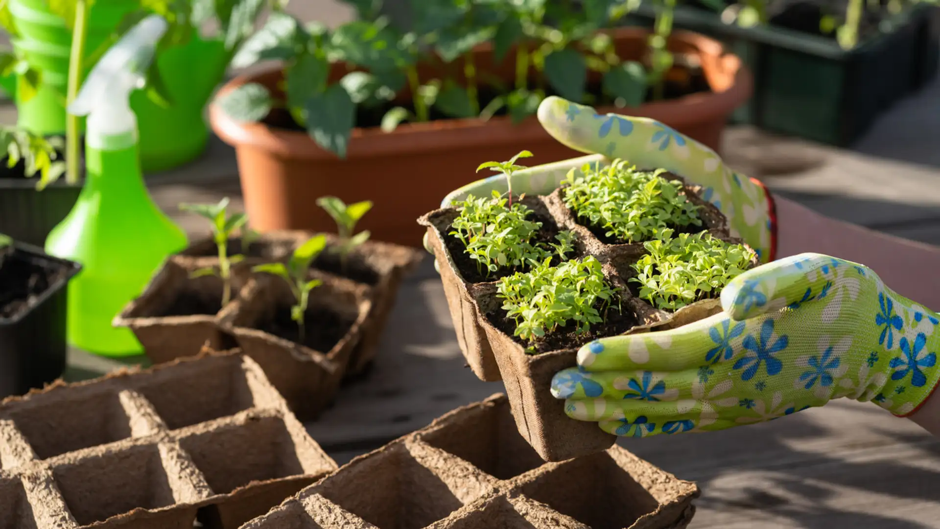 The Green Urban Lunch Box