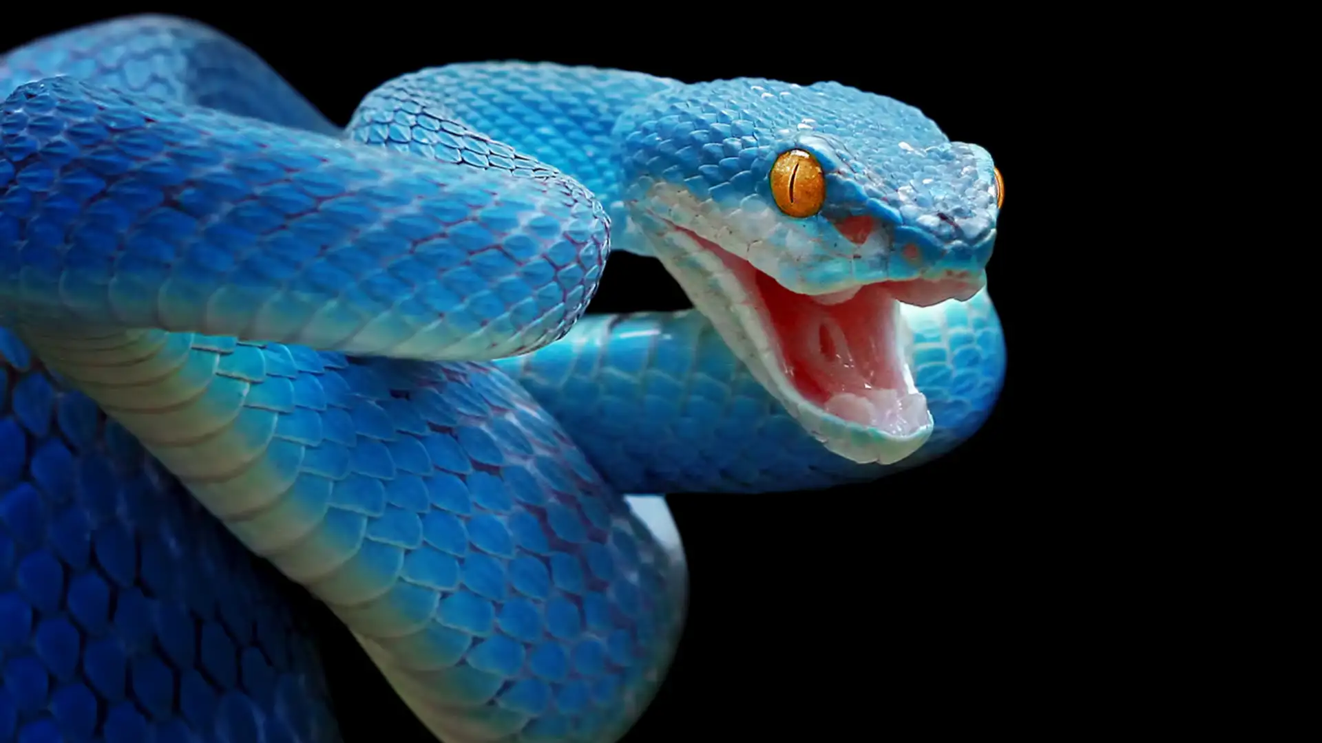 The Woman and the Snake