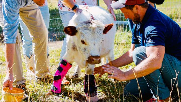Ivy the Miracle Cow