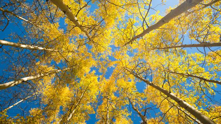 The World’s Largest Living Organism