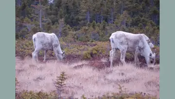 Arctic Refuge
