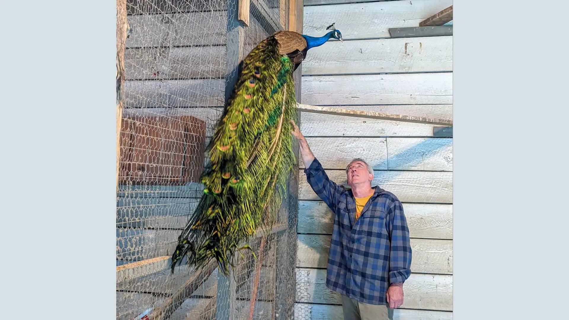 Why Peacocks?