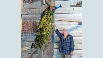 Why Peacocks?