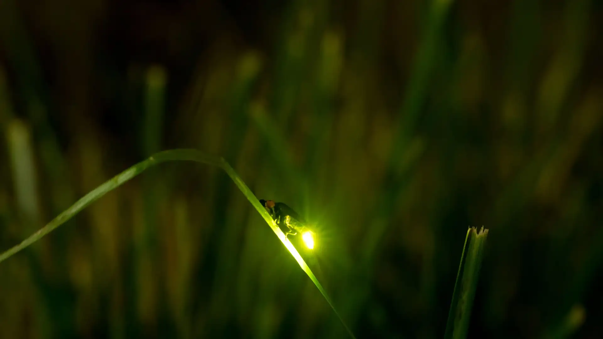 BITE: "The Boy and the Firefly" by Antonio Rocha