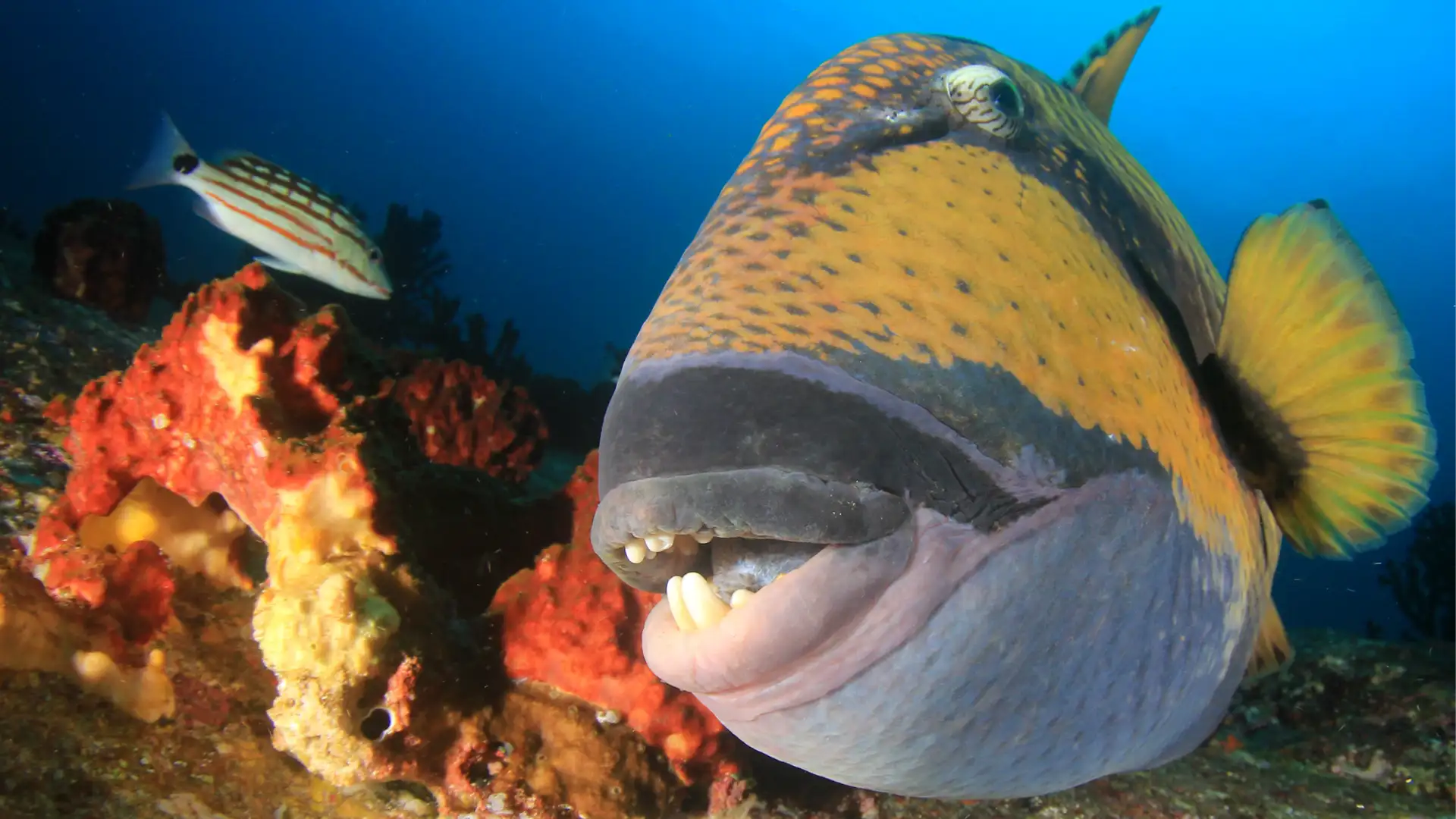 Diving Into History, She Found a Powerful Sense of Belonging