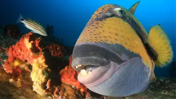 Diving Into History, She Found a Powerful Sense of Belonging