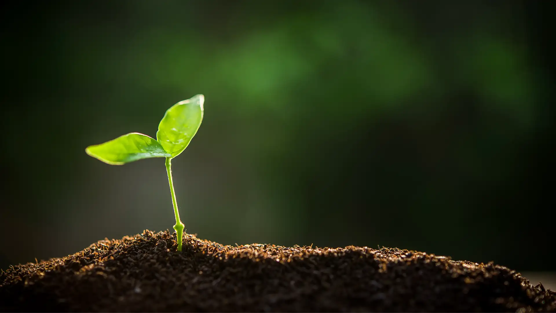 Simplicity in Christ