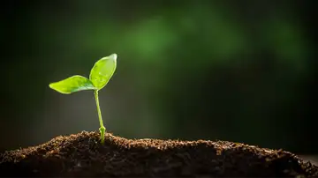 Simplicity in Christ