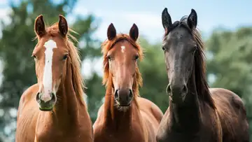 Kittie Wilkins, the Horse Queen of Idaho