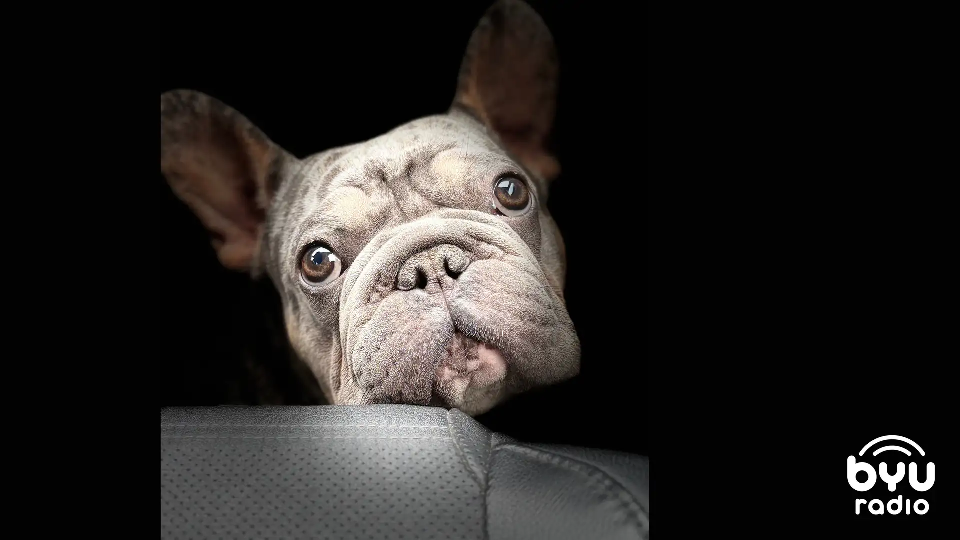 Bulldogs, Pianos, And Praise: How To Be Swept Away