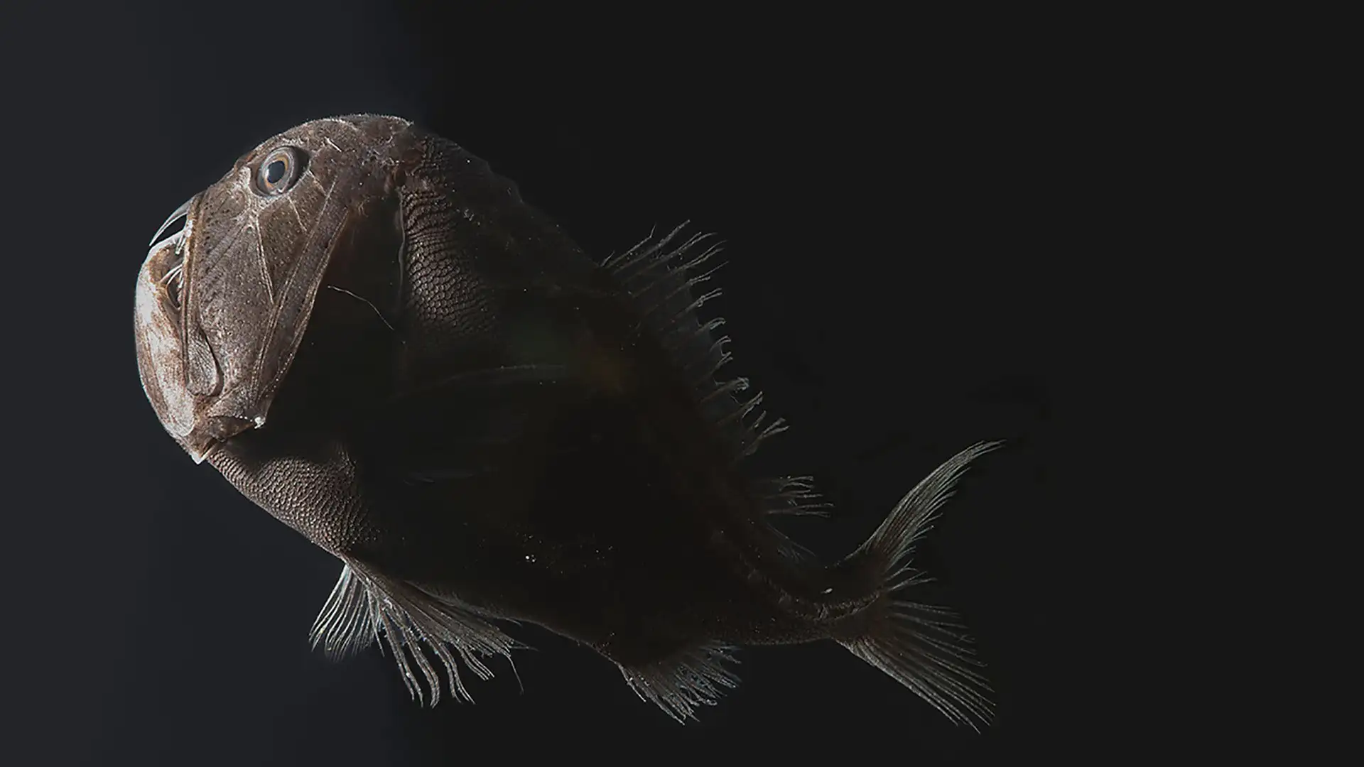 How dark are these deep-sea fish?