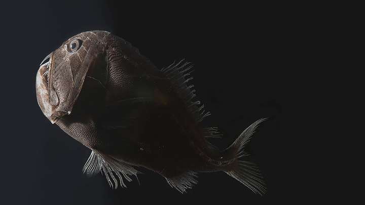 How dark are these deep-sea fish?