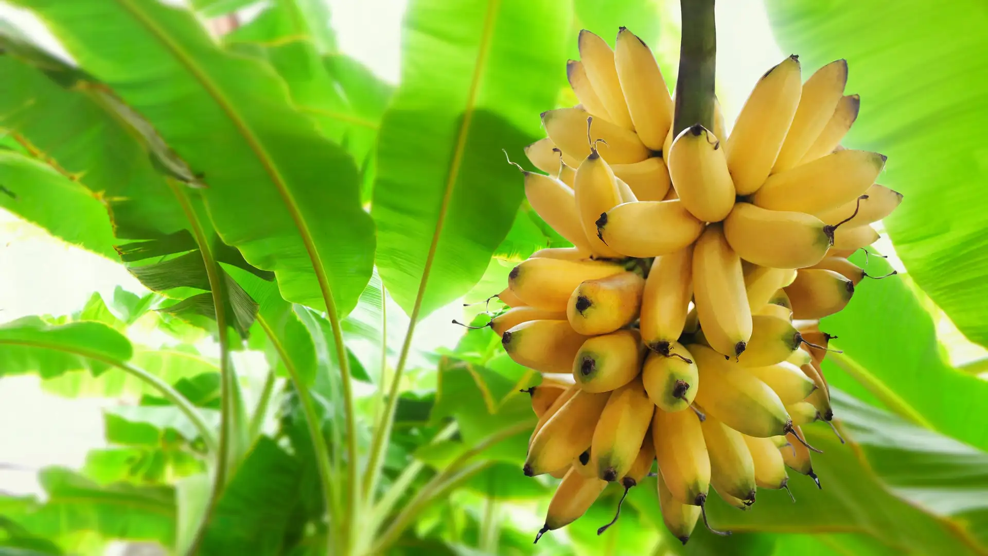 Bananas & Geopolitics
