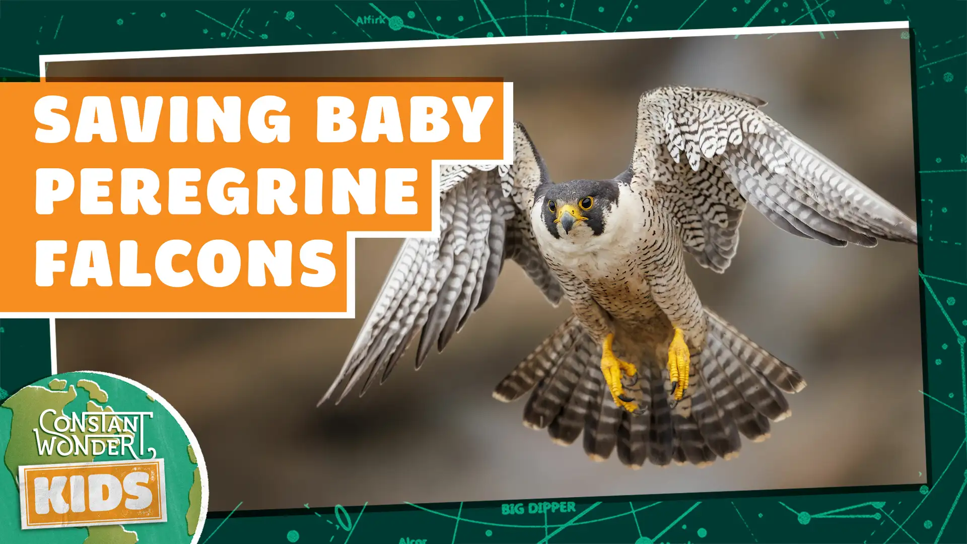 Saving Baby Peregrine Falcons