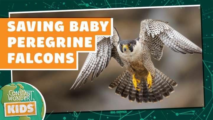 Saving Baby Peregrine Falcons