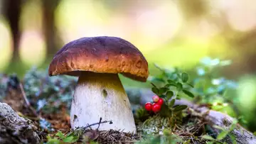 Mycelium Coffins