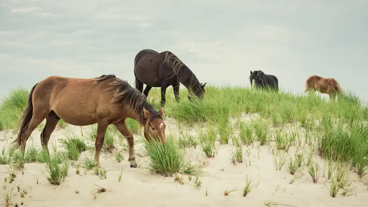 The Hidden Canadian Island Where Wild Horses Roam