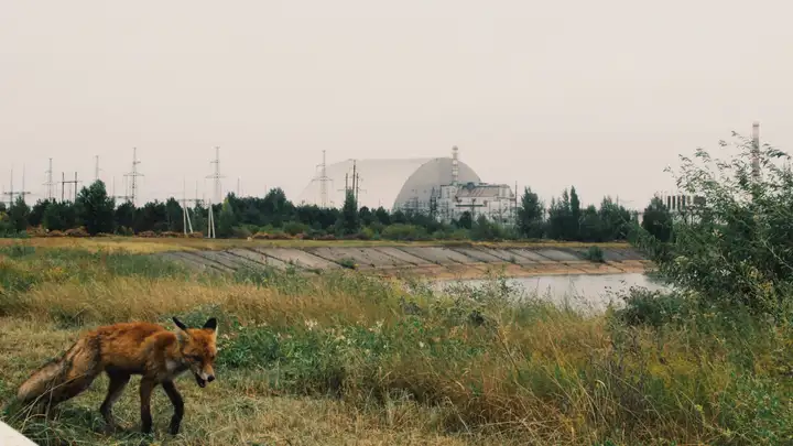 The Animals of Chernobyl