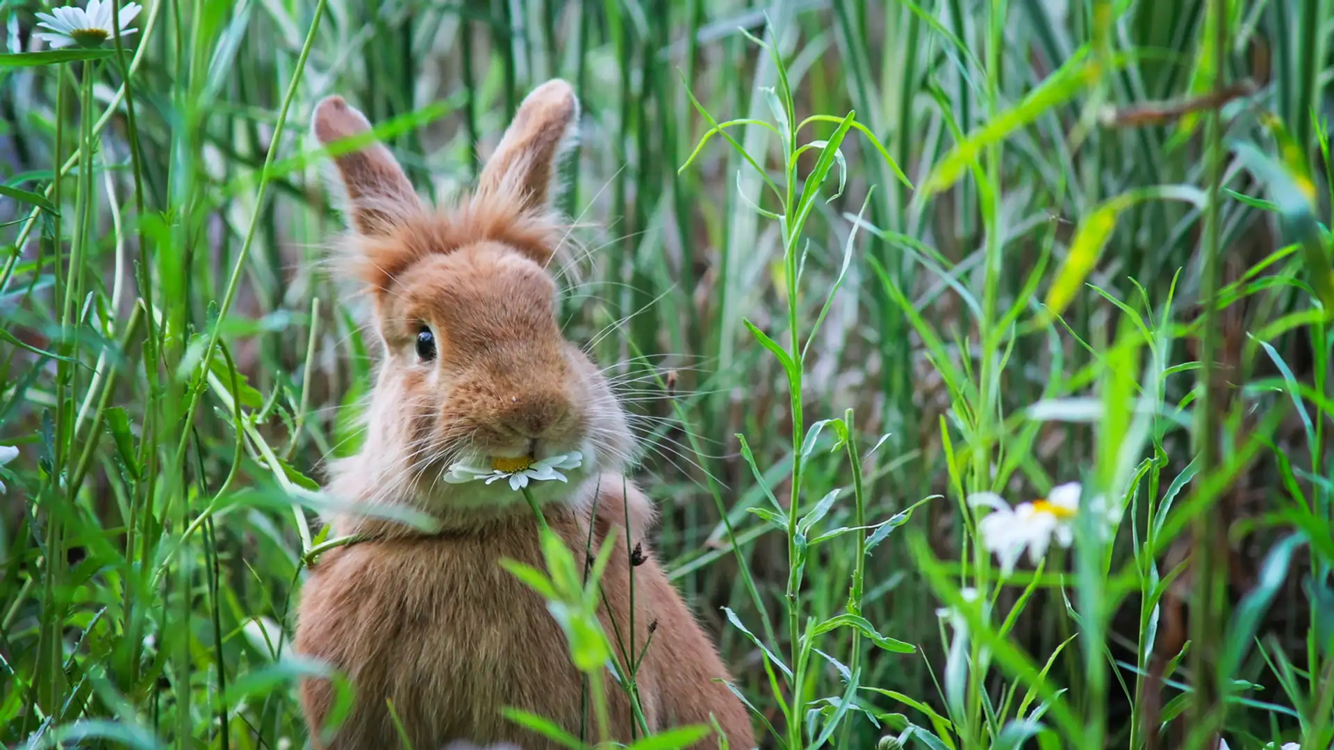 The Bun Hatter Sanctuary and Listen Like You Mean It