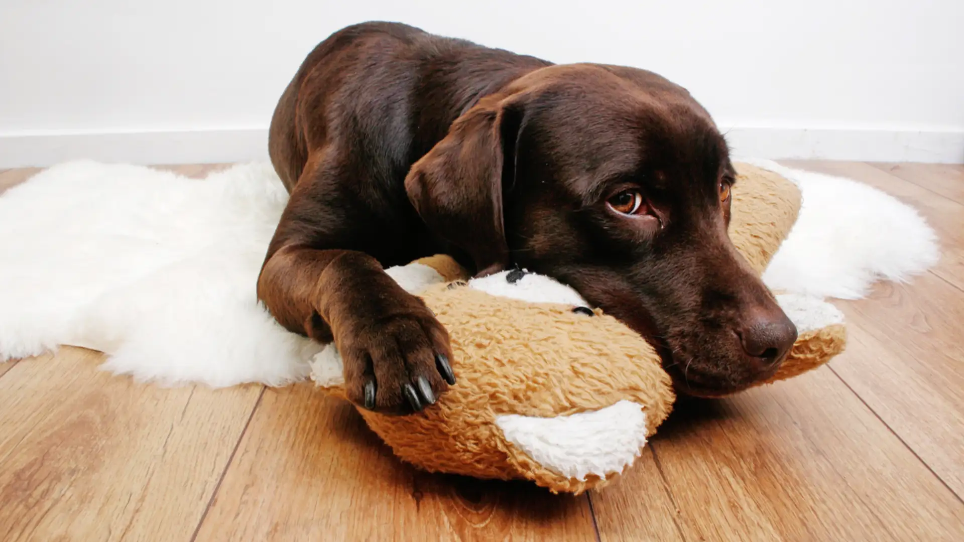 Dog and Bear, Fan Fiction