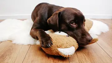 Dog and Bear