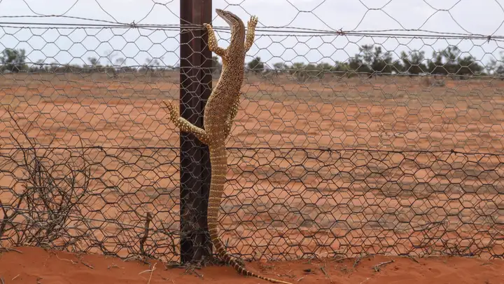 Fences