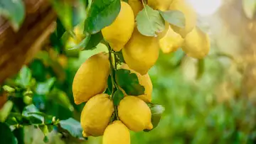 The Lemon Tree, Chessboxing
