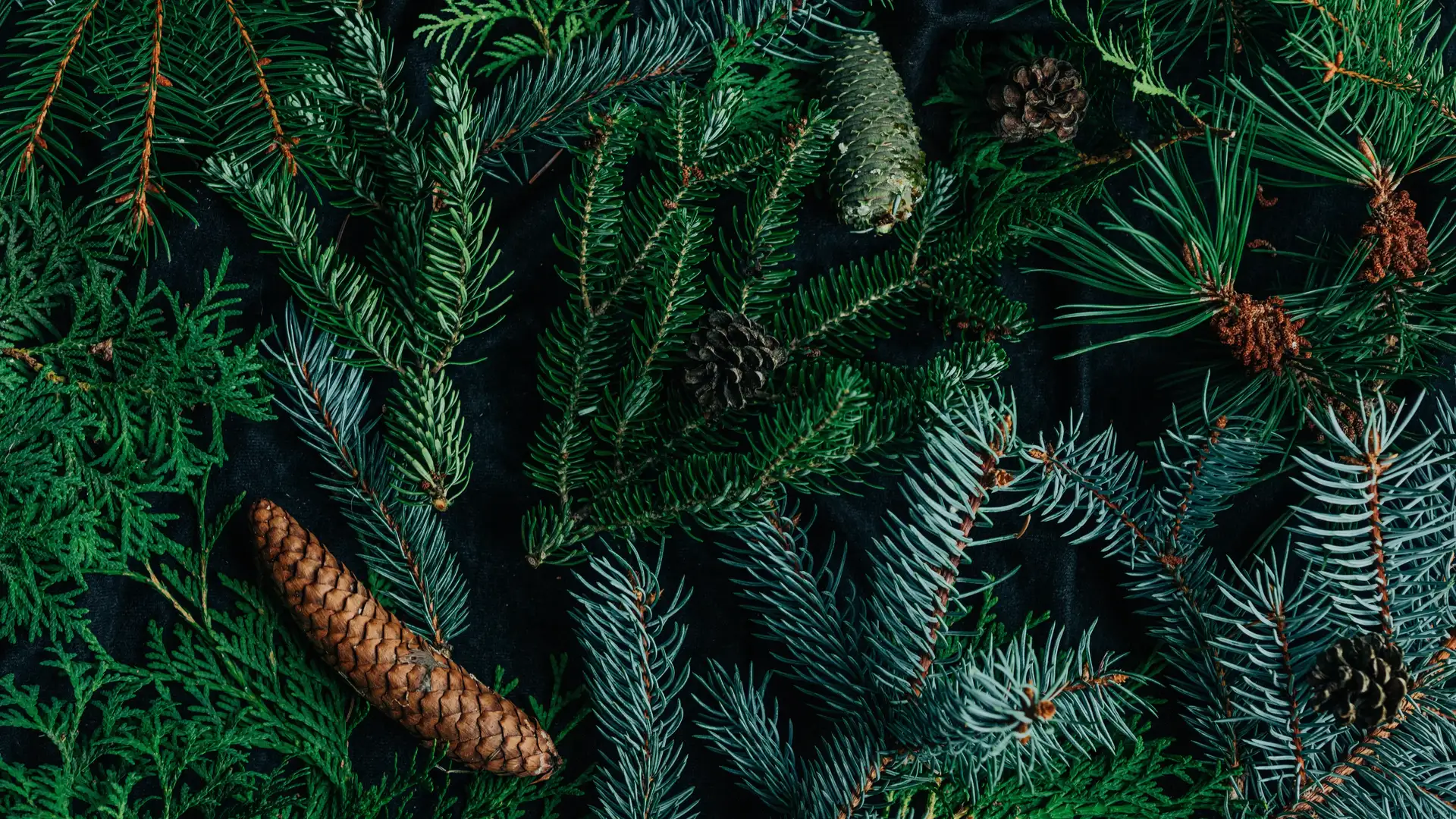 Holiday Expectations