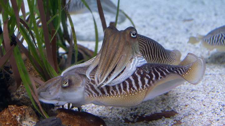 Cuttlefish in 3D Glasses